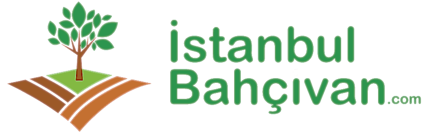 Mauris sit amet ipsum consequat